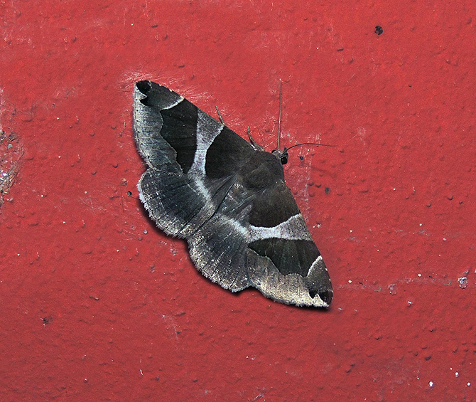 Dysgonia algira Erebidae